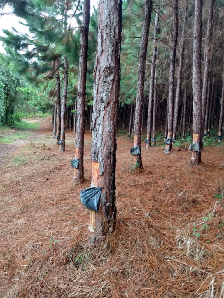 Fazenda de Pinus na região de Itapeva – SP