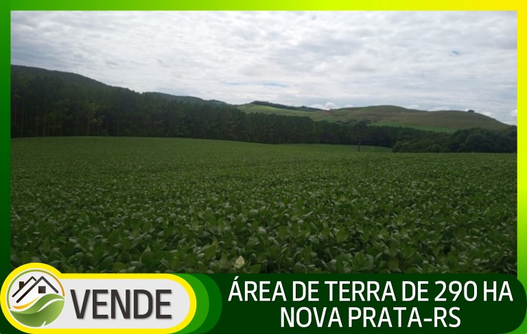ÁREA DE TERRA DE 290 HA NO RS