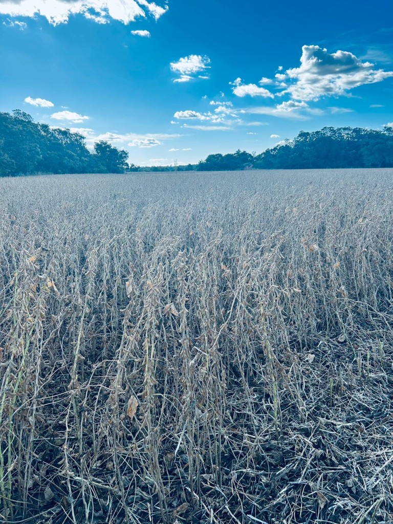 FAZENDA DE 822 HA NO TOCANTINS
