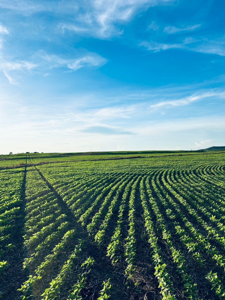 FAZENDA DE 822 HA NO TOCANTINS