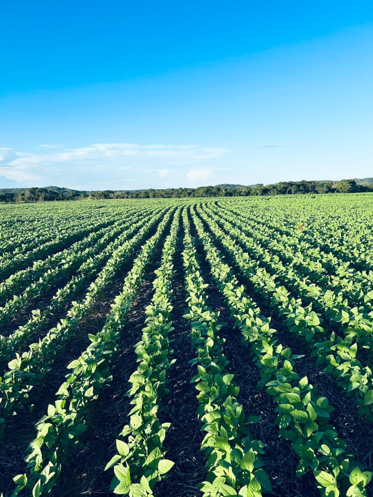 FAZENDA DE 822 HA NO TOCANTINS