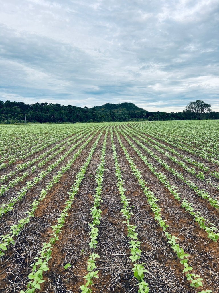 FAZENDA DE 822 HA NO TOCANTINS