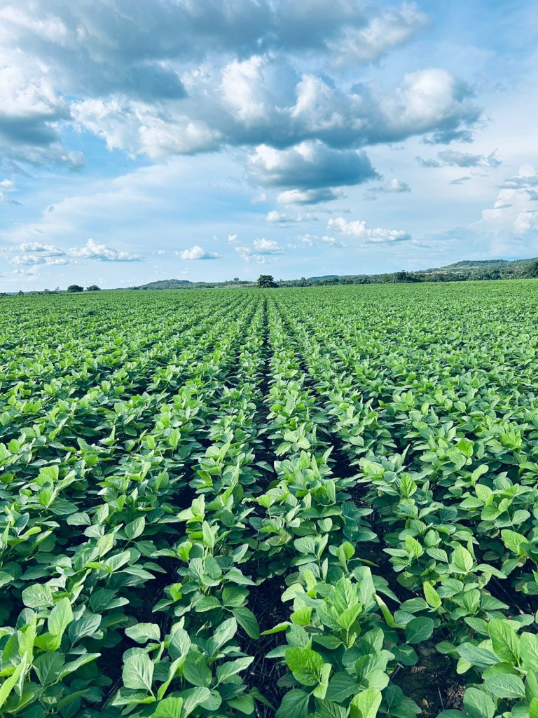 FAZENDA DE 822 HA NO TOCANTINS