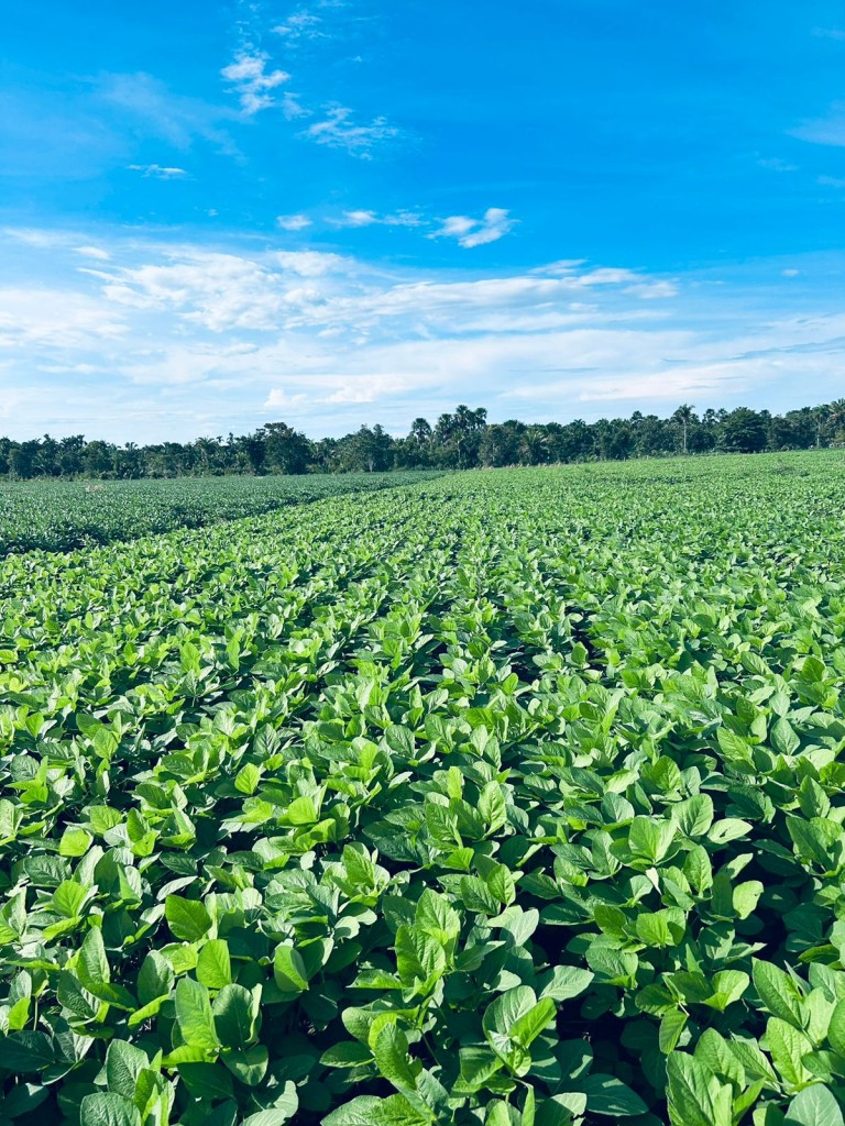 FAZENDA DE 822 HA NO TOCANTINS