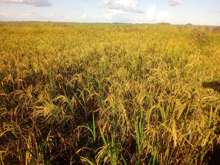 FAZENDA DE 2.153 HA NO TOCANTINS