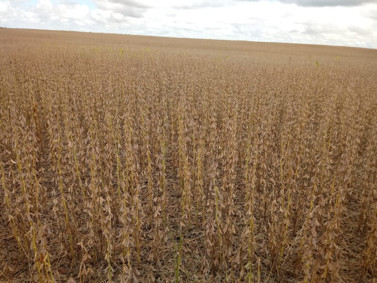 FAZENDA DE 2.153 HA NO TOCANTINS