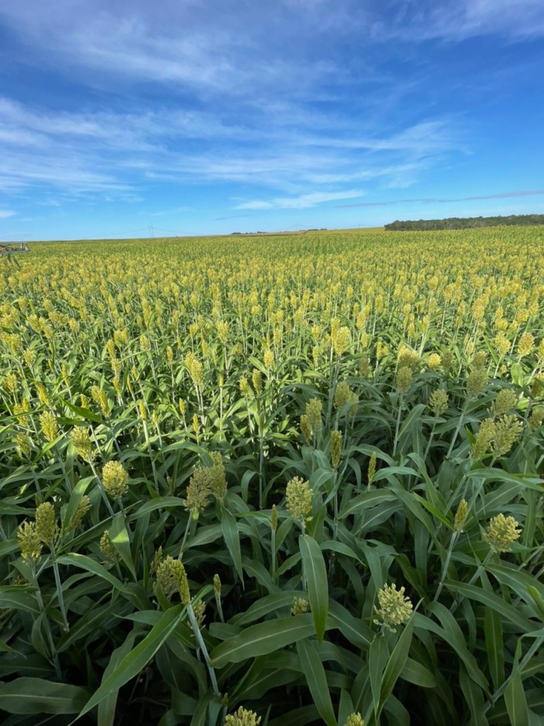 FAZENDA DE 2.153 HA NO TOCANTINS
