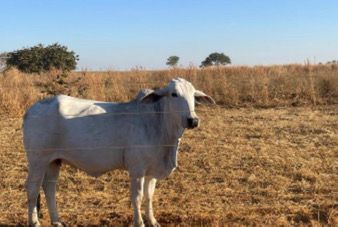 FAZENDA DE 4.926 HA COM ATÉ 10 ANOS PARA PAGAR