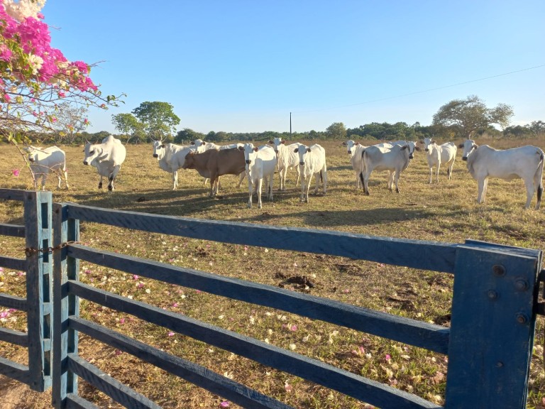 FAZENDA DE 484 HA NO MATO GROSSO