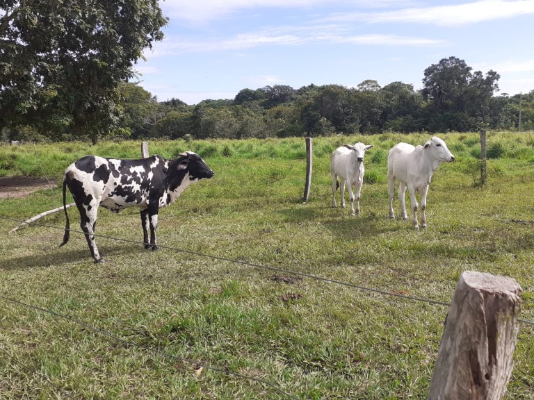 FAZENDA DE 484 HA NO MATO GROSSO