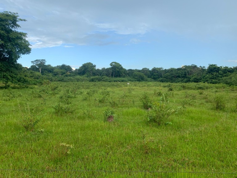 FAZENDA DE 484 HA NO MATO GROSSO