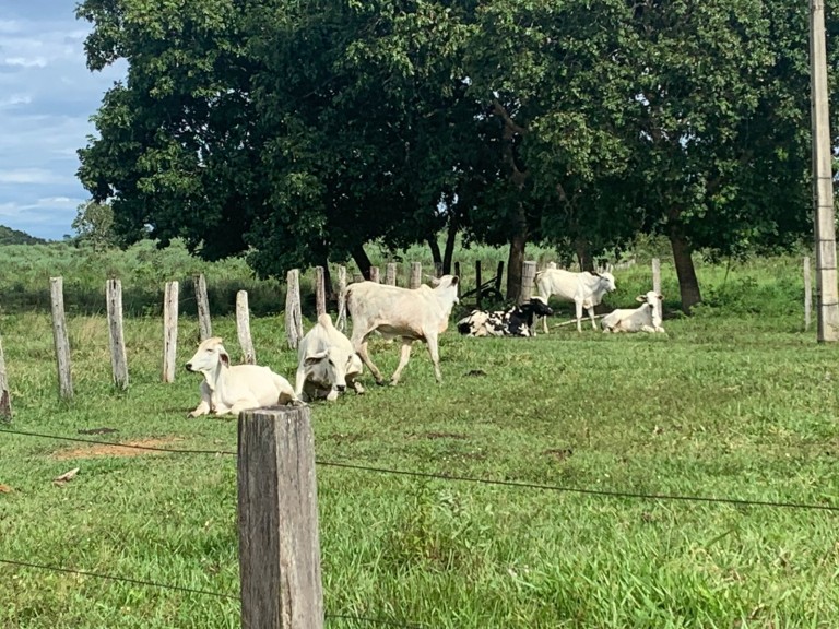 FAZENDA DE 484 HA NO MATO GROSSO