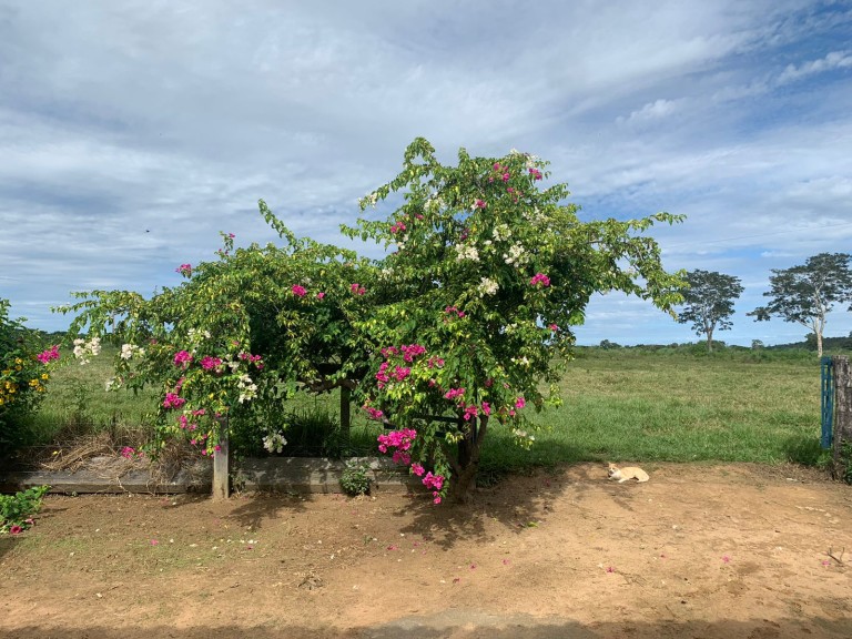 FAZENDA DE 484 HA NO MATO GROSSO