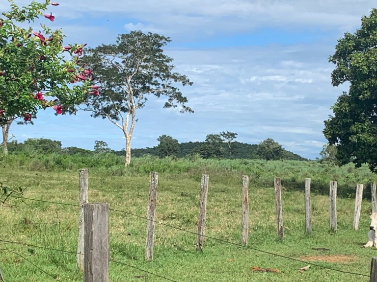 FAZENDA DE 484 HA NO MATO GROSSO