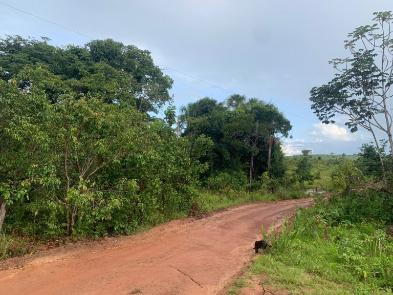 FAZENDA DE 484 HA NO MATO GROSSO