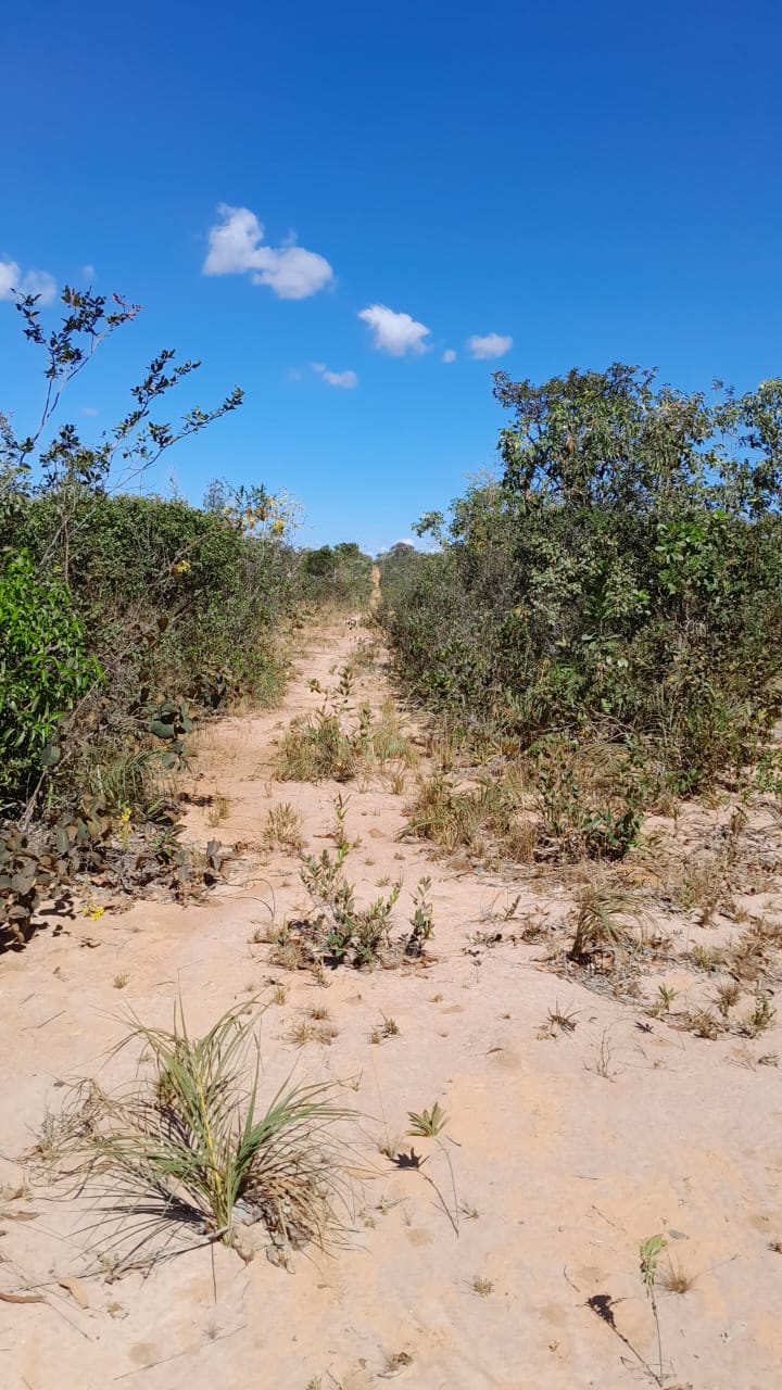 FAZENDA DE 9.850 HA NA BAHIA