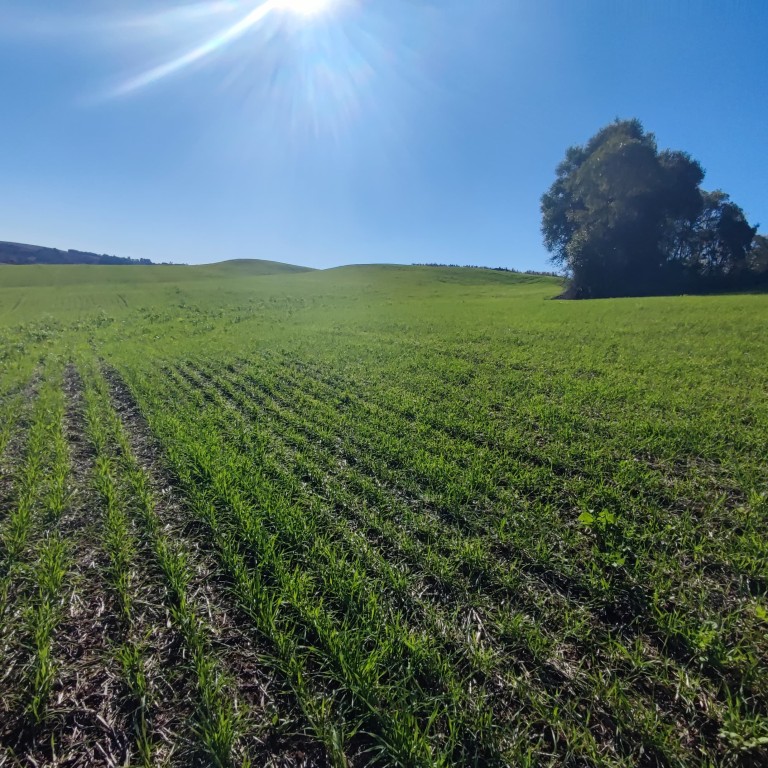 ÁREA DE TERRA DE 42 HA NO RS ÁREA DE TERRA DE 42 HA NO RS