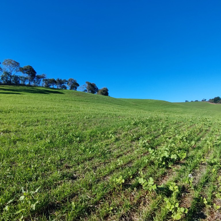 ÁREA DE TERRA DE 42 HA NO RS ÁREA DE TERRA DE 42 HA NO RS