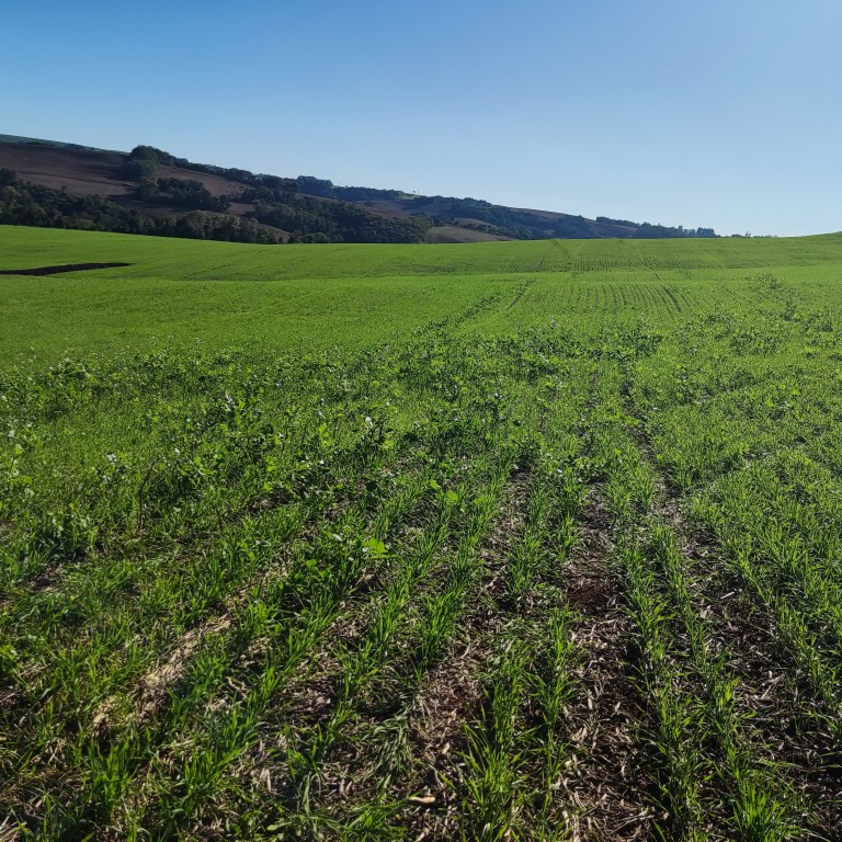 ÁREA DE TERRA DE 42 HA NO RS ÁREA DE TERRA DE 42 HA NO RS