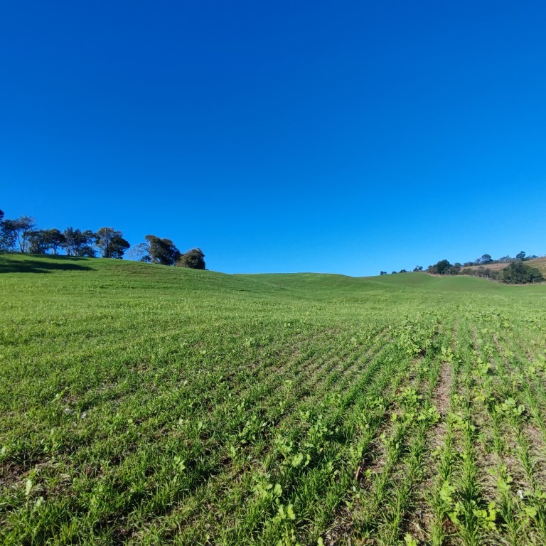 ÁREA DE TERRA DE 42 HA NO RS ÁREA DE TERRA DE 42 HA NO RS