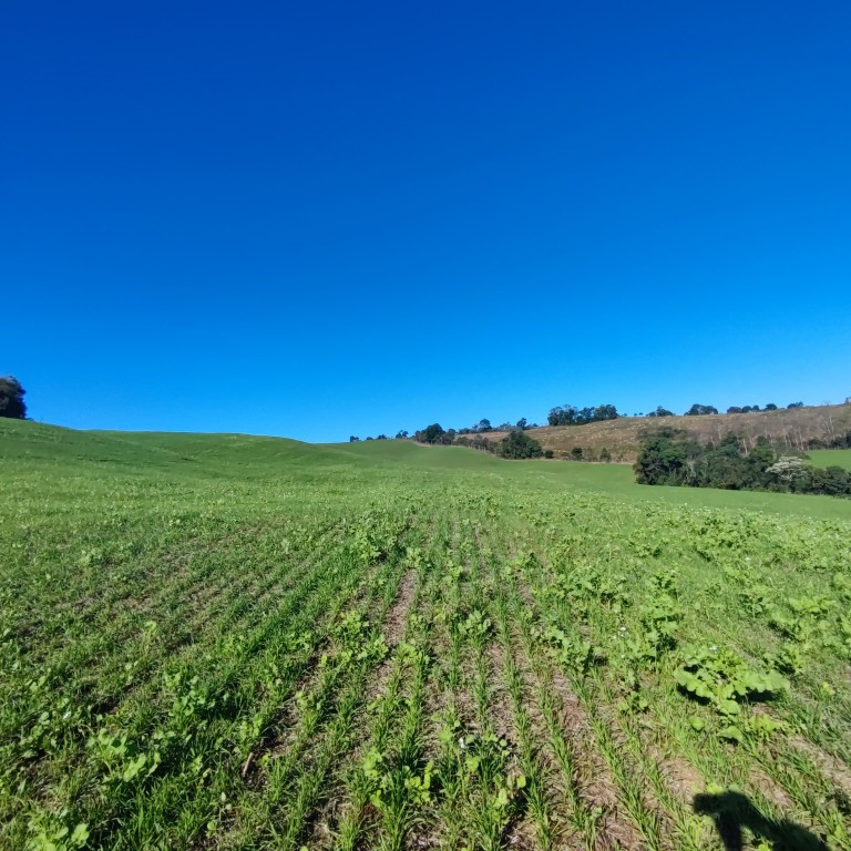 ÁREA DE TERRA DE 42 HA NO RS ÁREA DE TERRA DE 42 HA NO RS