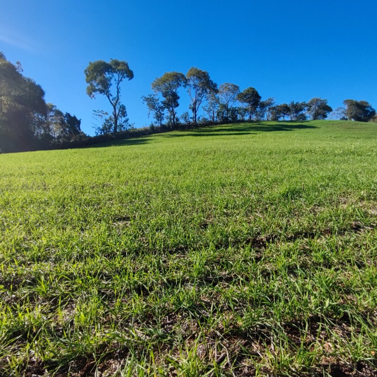 ÁREA DE TERRA DE 42 HA NO RS ÁREA DE TERRA DE 42 HA NO RS