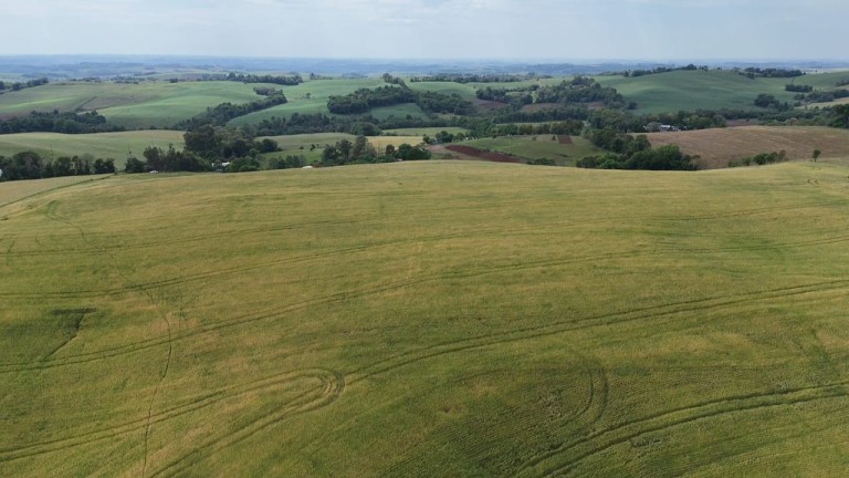 ÁREA DE TERRA DE 42 HA EM LAJEADO DO BUGRE-RS