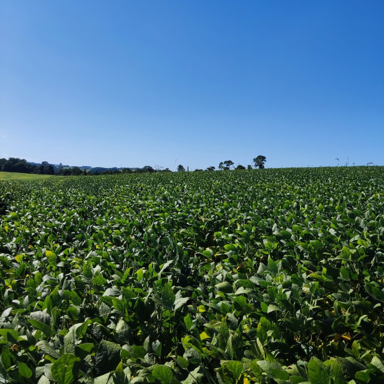 ÁREA DE TERRA DE 25 HA NO RS