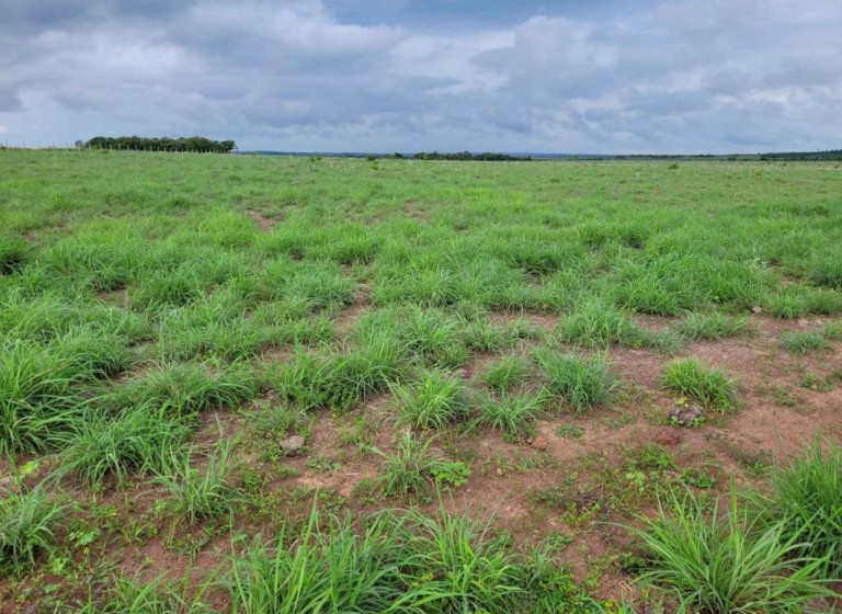 FAZENDA DE 524 ALQUEIRES COM MAIS DE 10 ANOS PARA PAGAR
