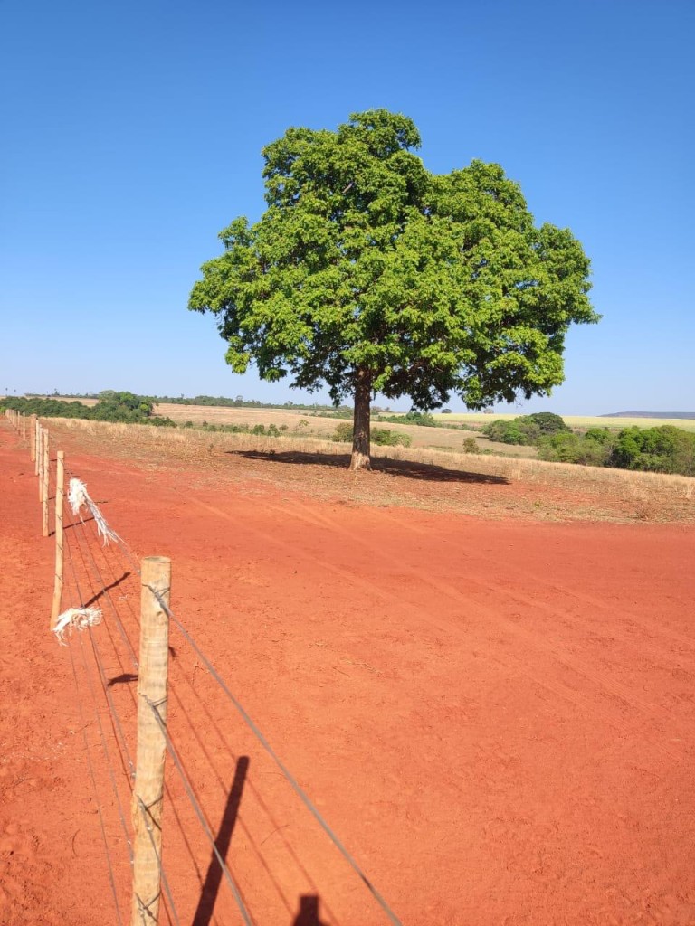 FAZENDA DE 517 HA EM GOIÁS