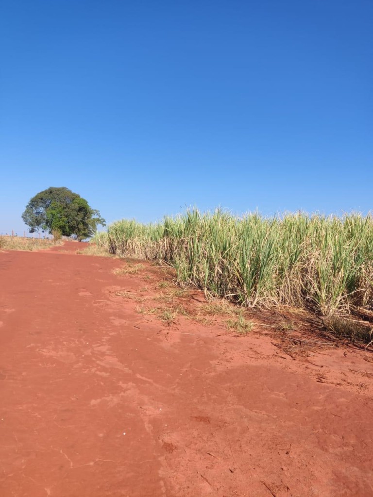 FAZENDA DE 517 HA EM GOIÁS