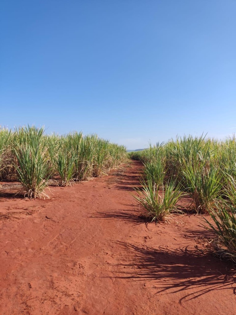 FAZENDA DE 517 HA EM GOIÁS