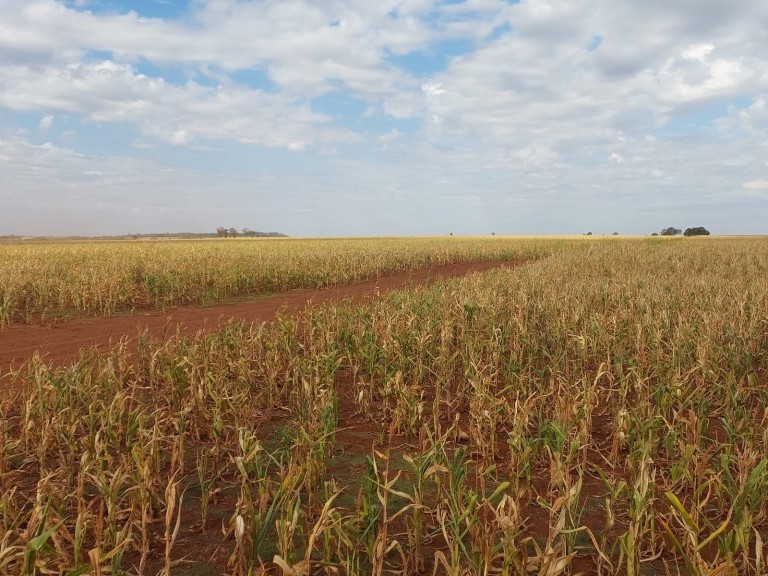 FAZENDA DE 100 ALQUEIRES NO MATO GROSSO DO SUL