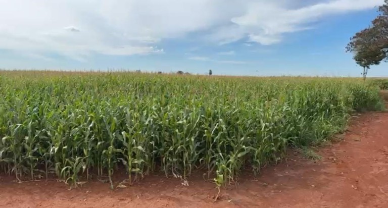 FAZENDA DE 100 ALQUEIRES NO MATO GROSSO DO SUL