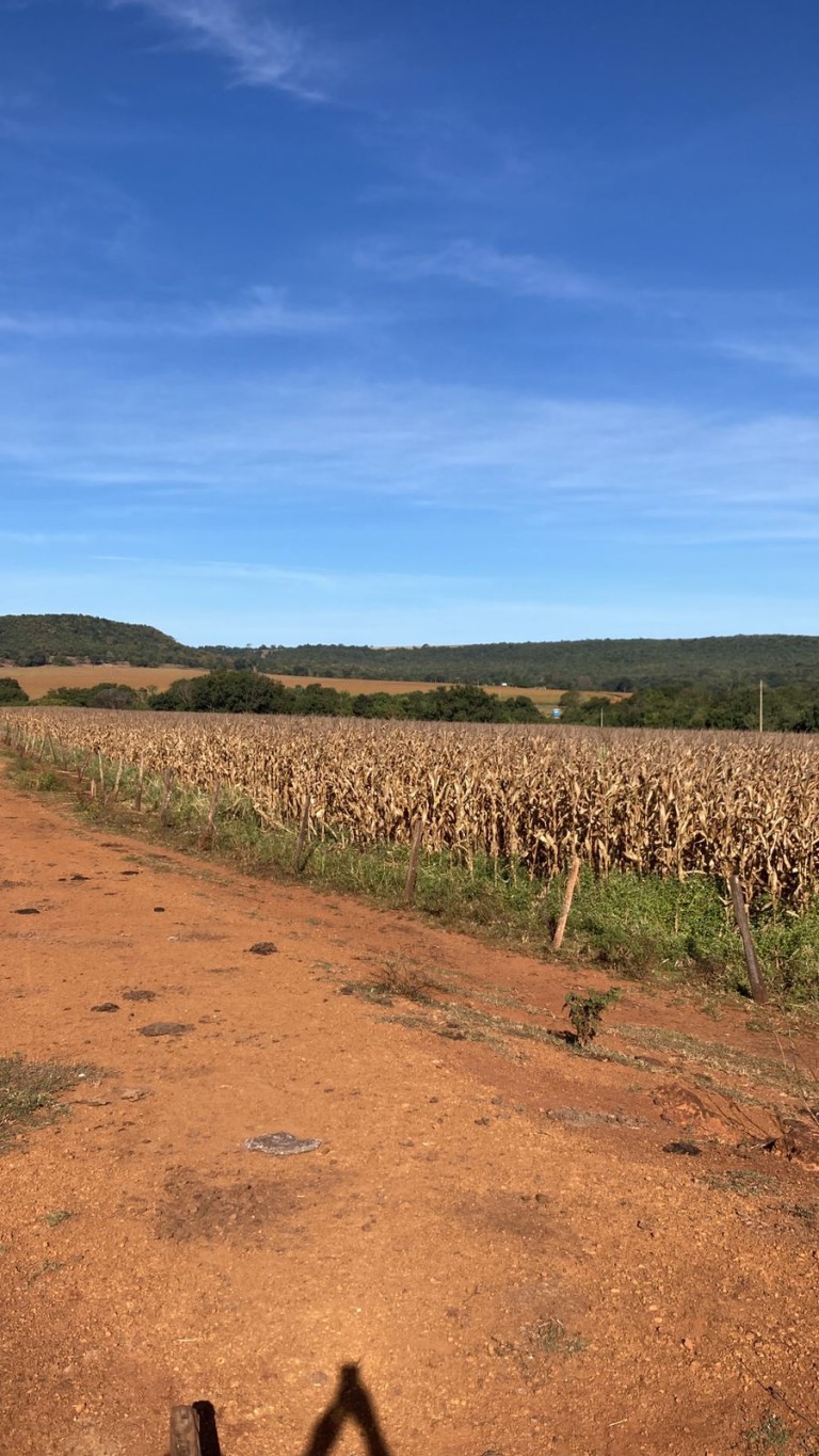 FAZENDA DE 559 HA EM GOIÁS