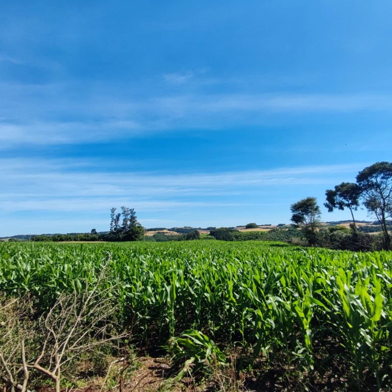 ÁREA DE TERRA DE 1.25 HA EM CONSTANTINA-RS