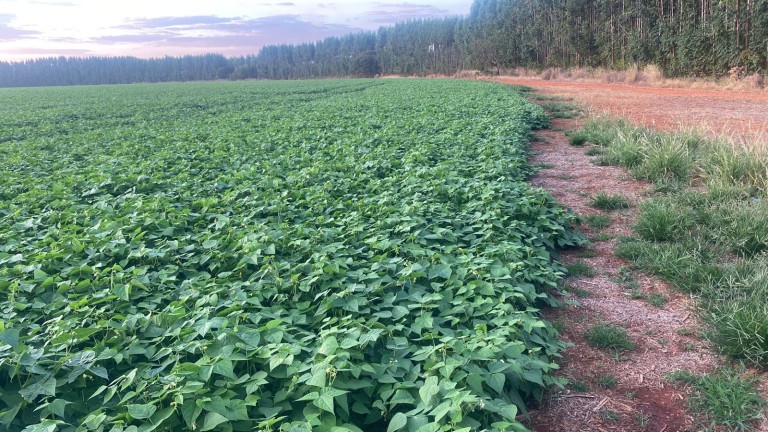 FAZENDA DE 2.980 HA EM MINAS GERAIS