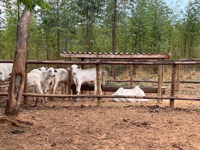 FAZENDA DE 2.980 HA EM MINAS GERAIS