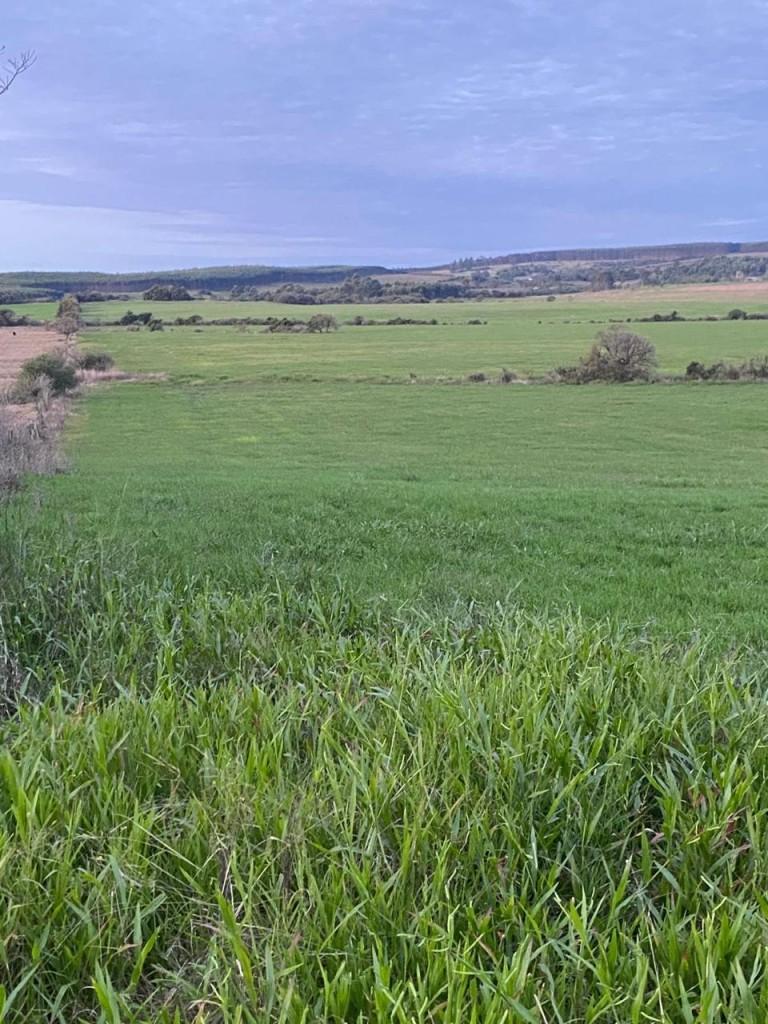 PROPRIEDADE DE 290 HA NO RS