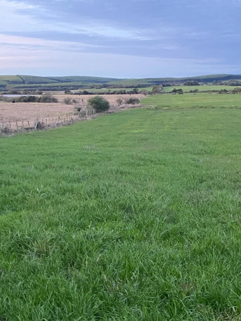 PROPRIEDADE DE 290 HA NO RS