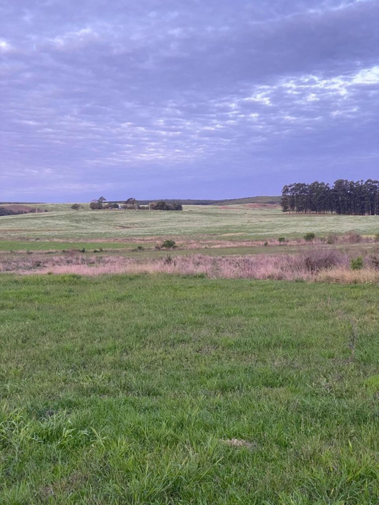 PROPRIEDADE DE 290 HA NO RS