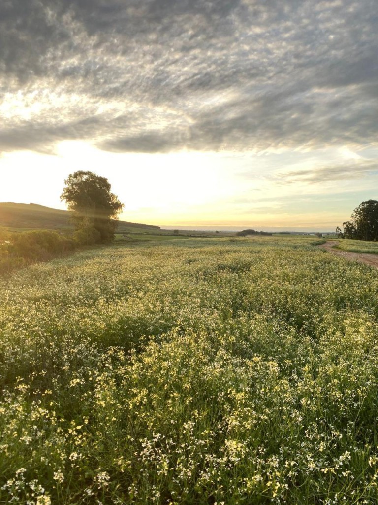 PROPRIEDADE DE 290 HA NO RS