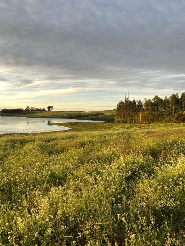 PROPRIEDADE DE 290 HA NO RS