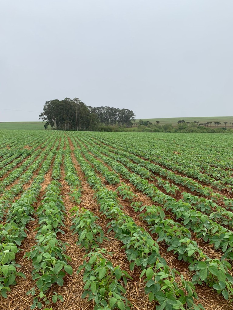 FAZENDA DE 2.120 HA NO PARANÁ