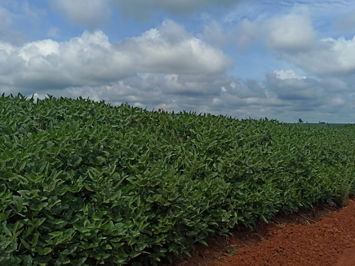 FAZENDA DE 1.573 HA NO PARANÁ