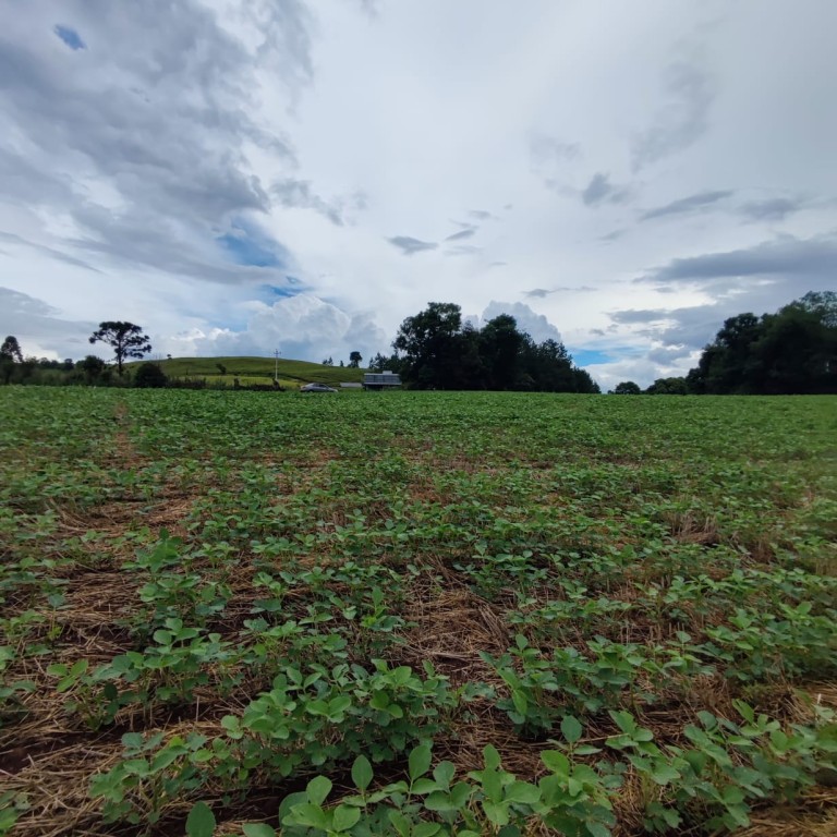 ÁREA DE TERRA DE 3 HA NO RS