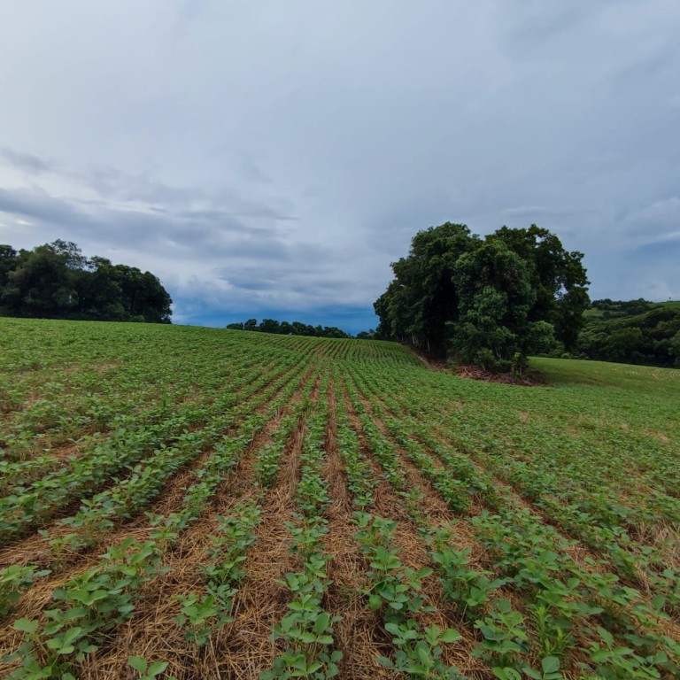 ÁREA DE TERRA DE 3 HA NO RS