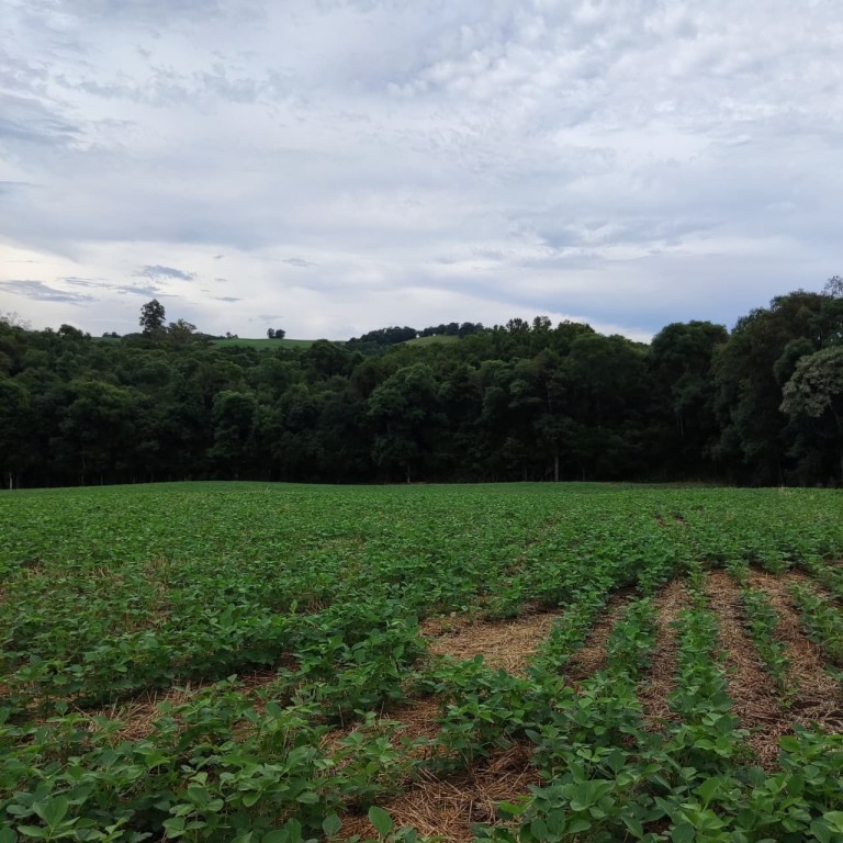 ÁREA DE TERRA DE 3 HA NO RS
