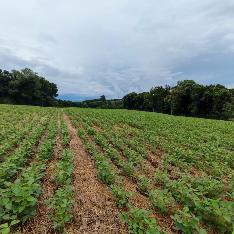 ÁREA DE TERRA DE 3 HA NO RS