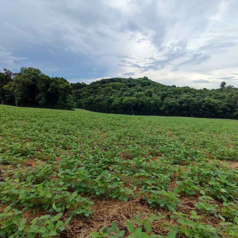 ÁREA DE TERRA DE 3 HA NO RS